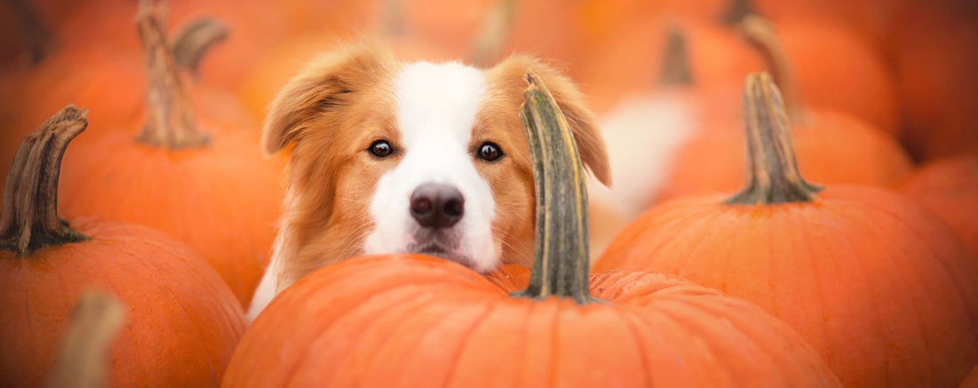 Fun fall treats for your dog